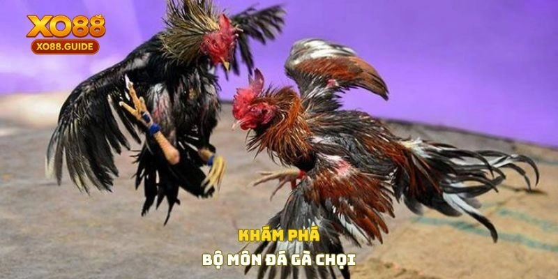Khám phá bộ môn đá gà chọi 